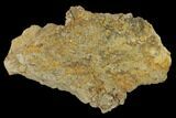 Fossil Hadrosaur (Edmontosaurus) Skin Cast - Montana #133487-1